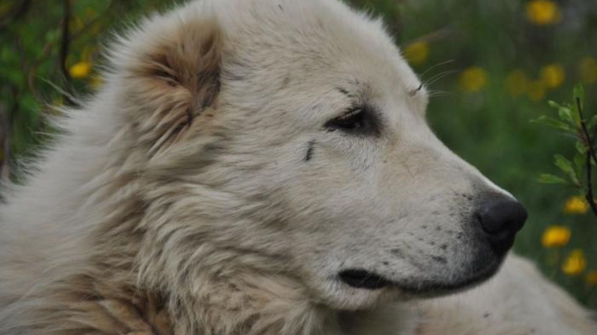Sicignano degli Alburni, cane colpito con una balestra: orrore in contrada Zuppino