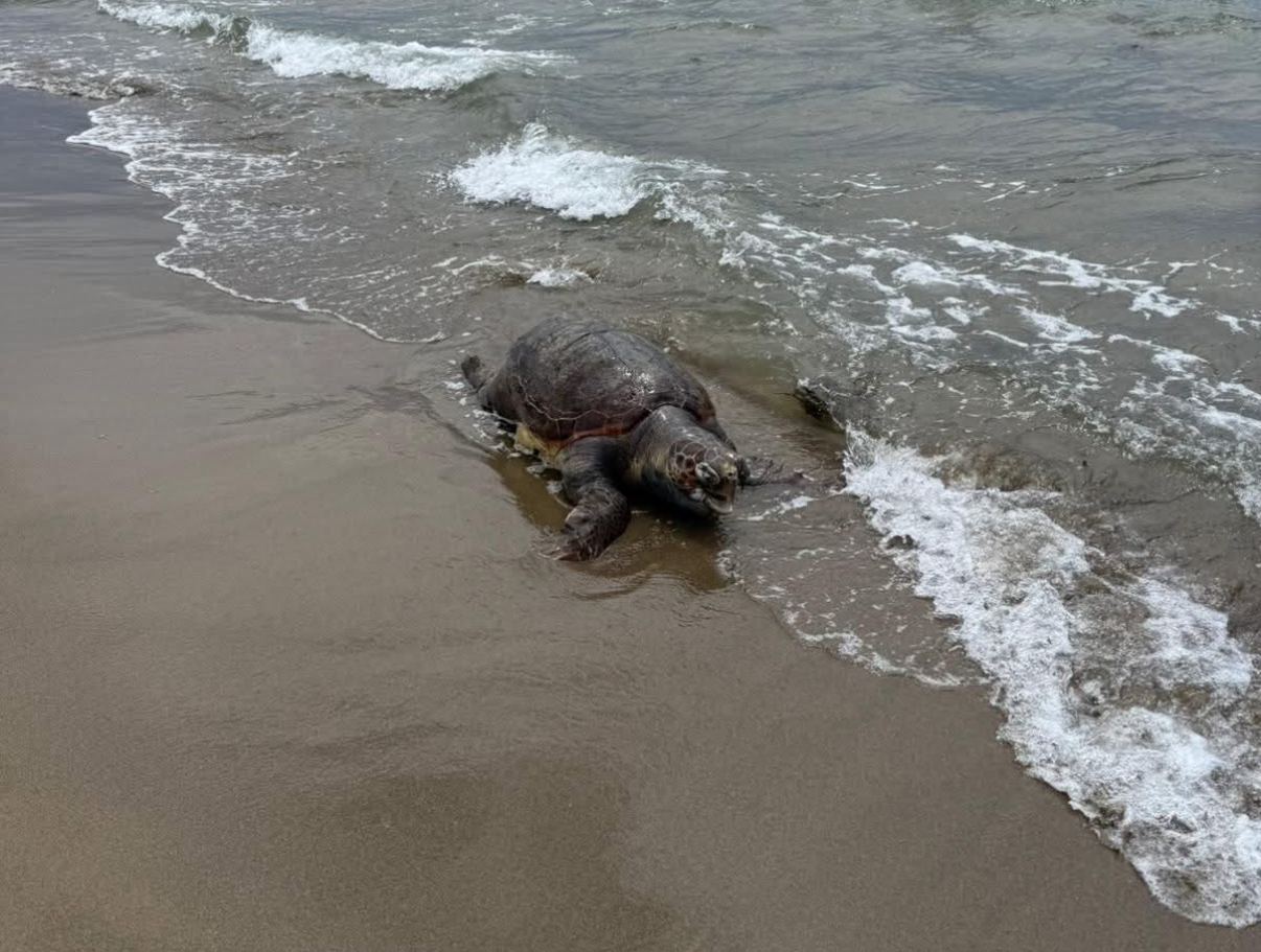 Tartaruga Caretta Caretta trovata morta sulla spiaggia di Licinella, a Capaccio Paestum