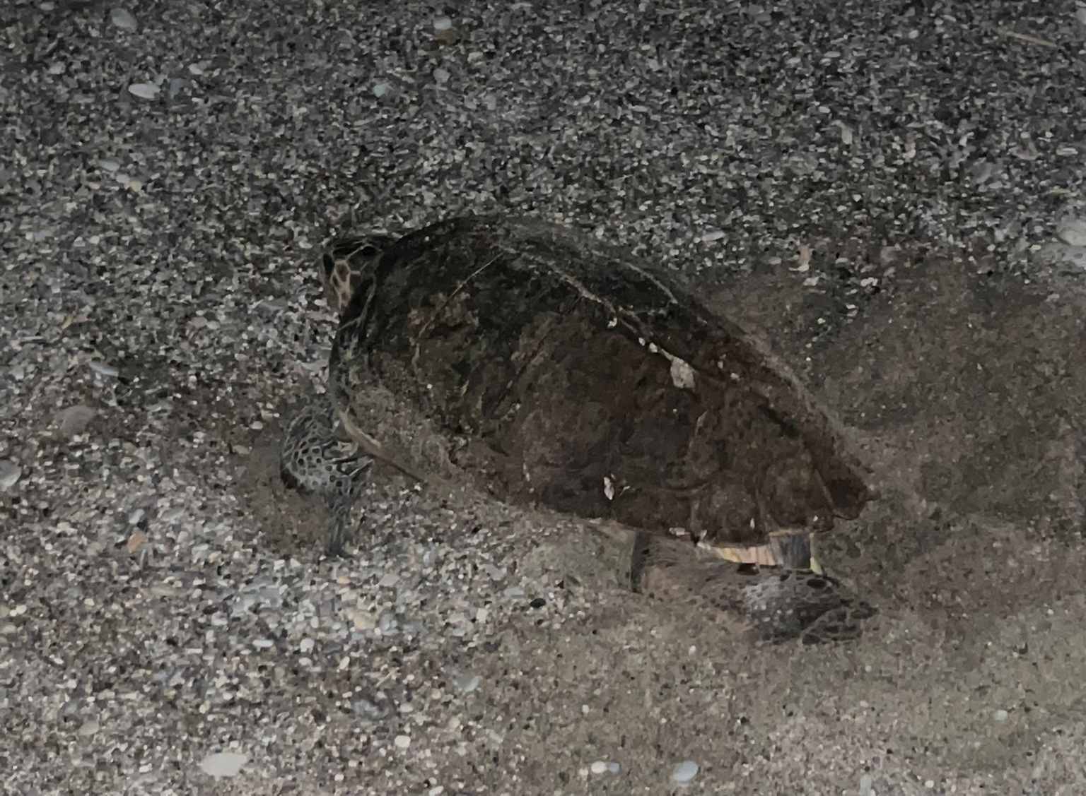 E’ un’invasione di bellezza: ogni notte nuovi nidi di tartaruga Caretta Caretta nel Cilento