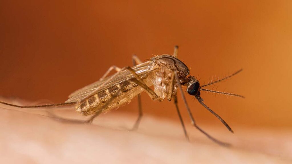 West Nile in Campania, muore una donna di 72 anni