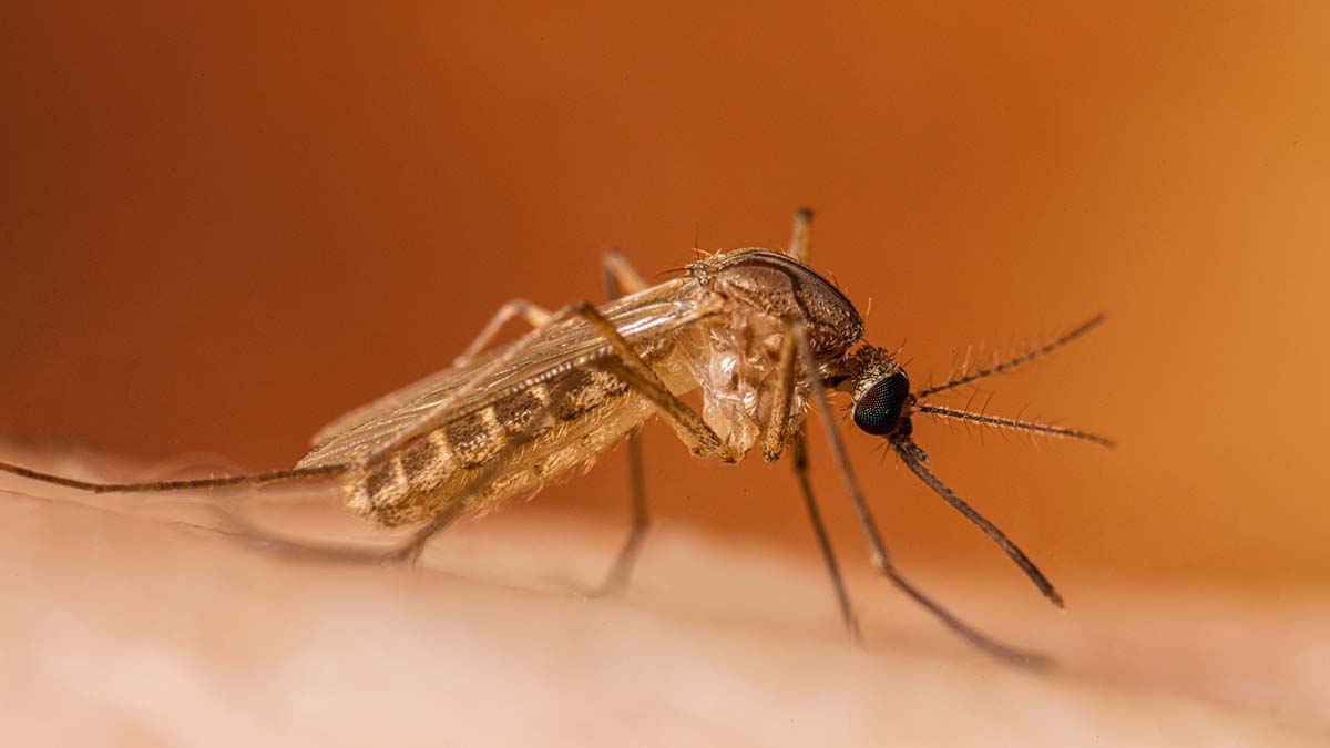 West Nile, salgono a 8 i casi in Campania: quattro pazienti in gravi condizioni