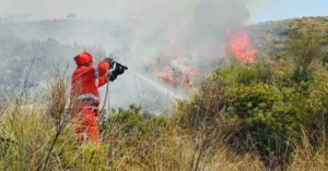 Incendi: vasto rogo a Torre Orsaia, in azione squadre a terra e mezzi aerei
