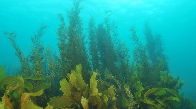 Capaccio Paestum, guerra alle microalghe: via libera ai bioattivatori per risanare fiumi e mare