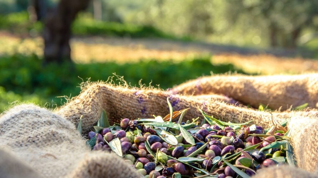 Olive ai frantoi entro sei ore, AIFO chiede di correggere la norma