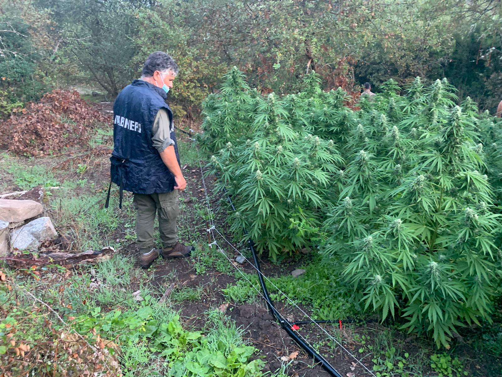 Maxi sequestro di marijuana nei Monti Lattari: individuate 87 piante tra i terrazzamenti boschivi