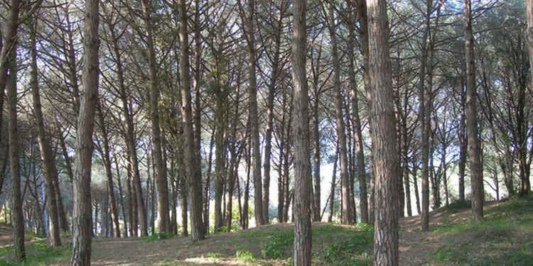 Capaccio Paestum, riqualificazione della pineta e lotta alla cocciniglia: Sarno al tavolo del Masterplan Litorale Sud