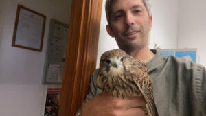 Laurito, gheppio ferito ritrovato da un cittadino: affidato ai carabinieri e all’Asl veterinaria