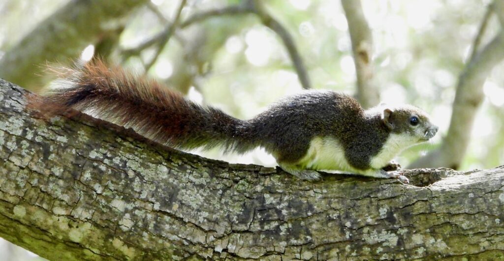 Invasione dello scoiattolo variabile nel Basso Cilento: rischio per agricoltura e fauna autoctona