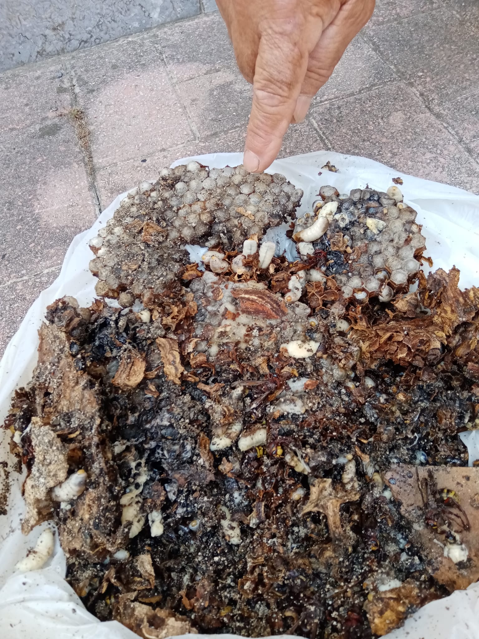 Sapri, nido di calabroni in una palazzina: intervengono i vigili del fuoco