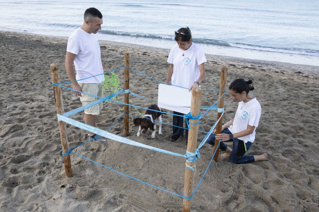 Nel Cilento c’è Mira, fiuta i nidi: la primavera delle tartarughe passa dal naso di un cane