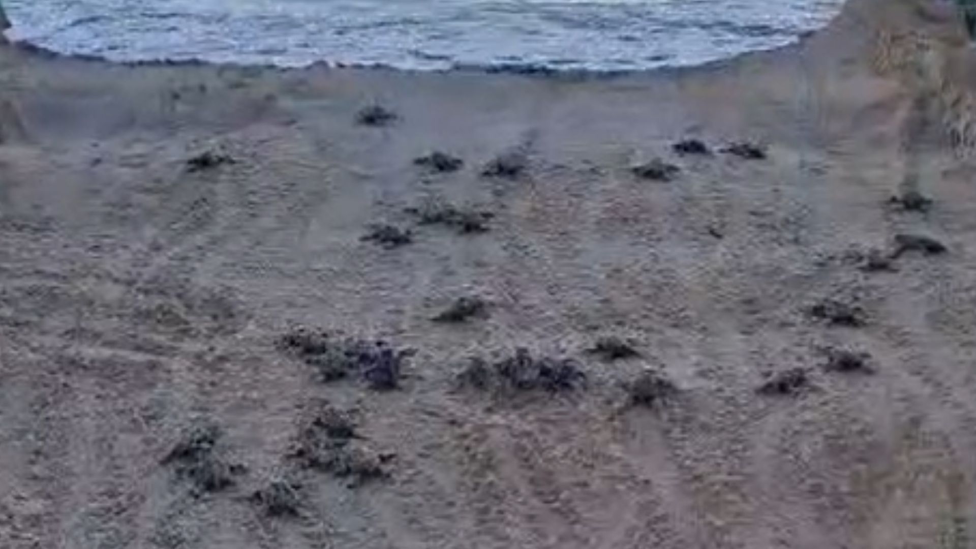 Acciaroli, oggi la prima schiusa di tartarughe Caretta Caretta: 50 nate verso il mare