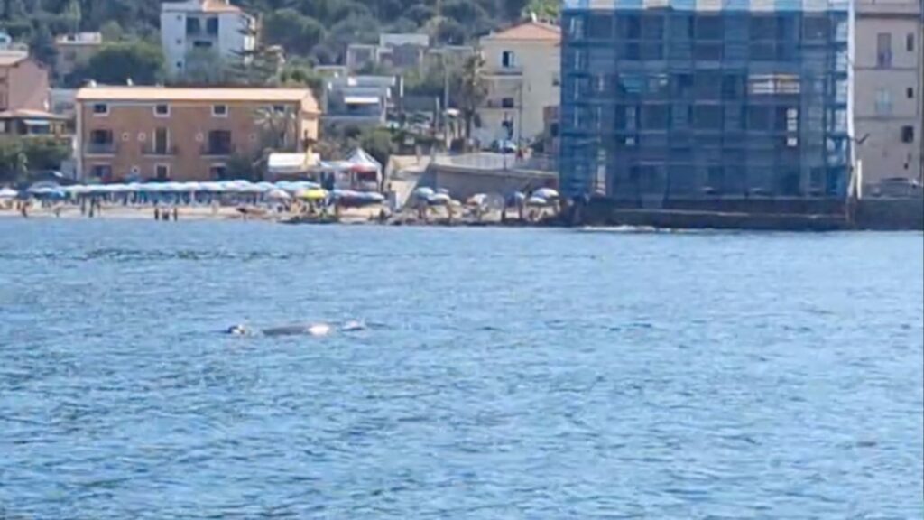 Una foca monaca avvistata nelle acque di Acciaroli: un momento di rara bellezza