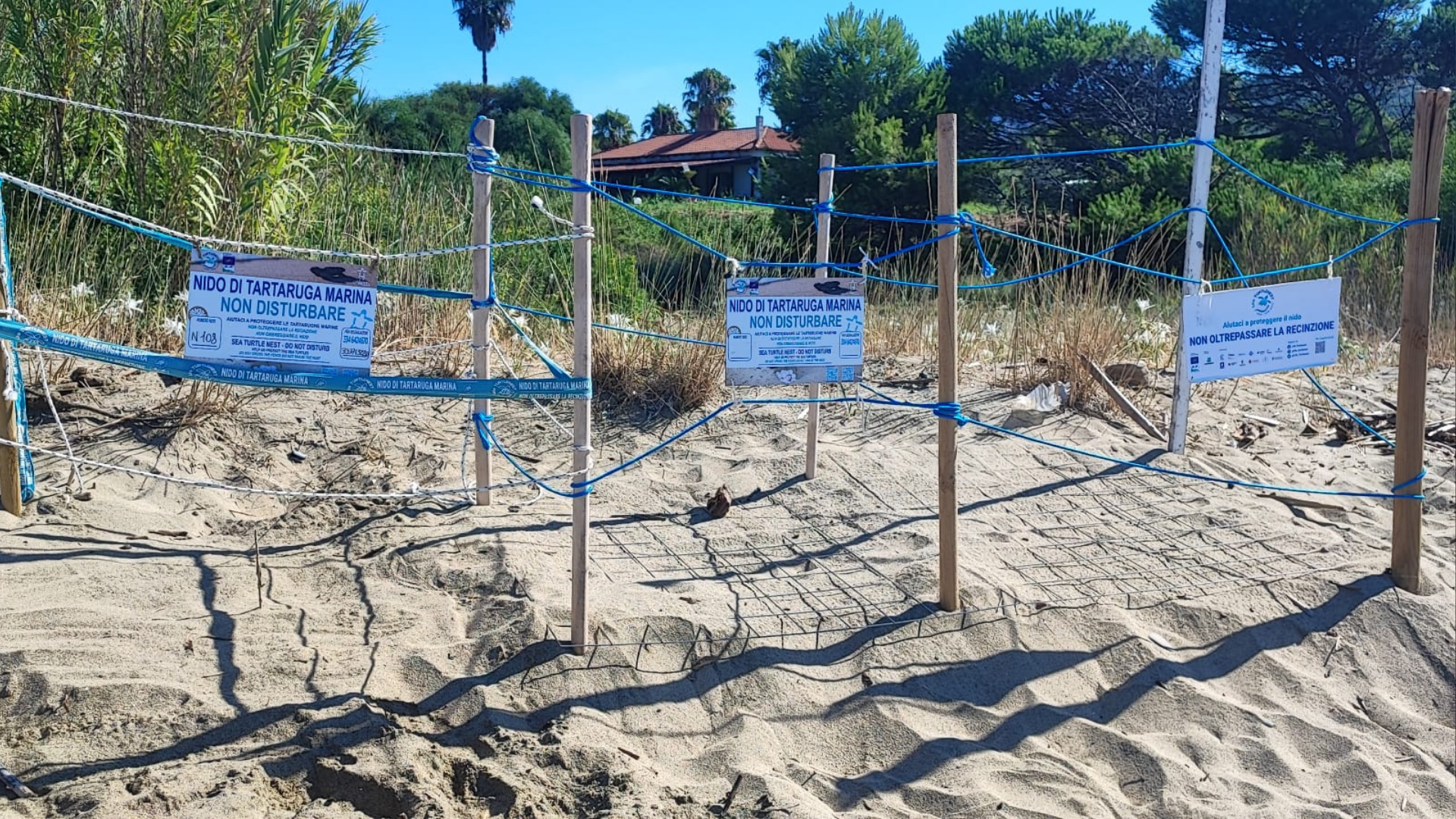 Un nuovo nido di tartaruga Caretta caretta nel Cilento: sulla spiaggia di Baia Arena