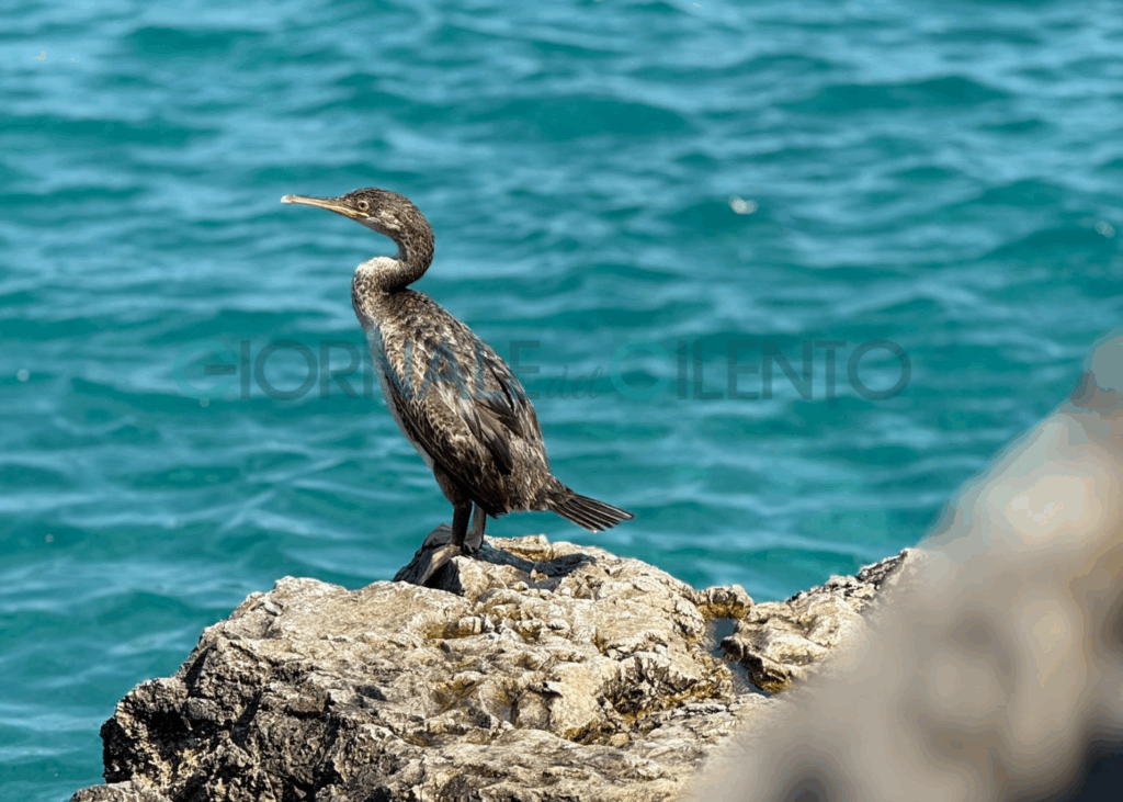 Primo avvistamento di Marangone dal ciuffo in Cilento: giovane esemplare sugli scogli di Camerota