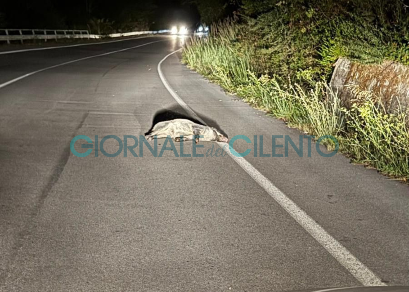 Incidente sulla Mingardina, auto travolge un cinghiale: illeso il conducente