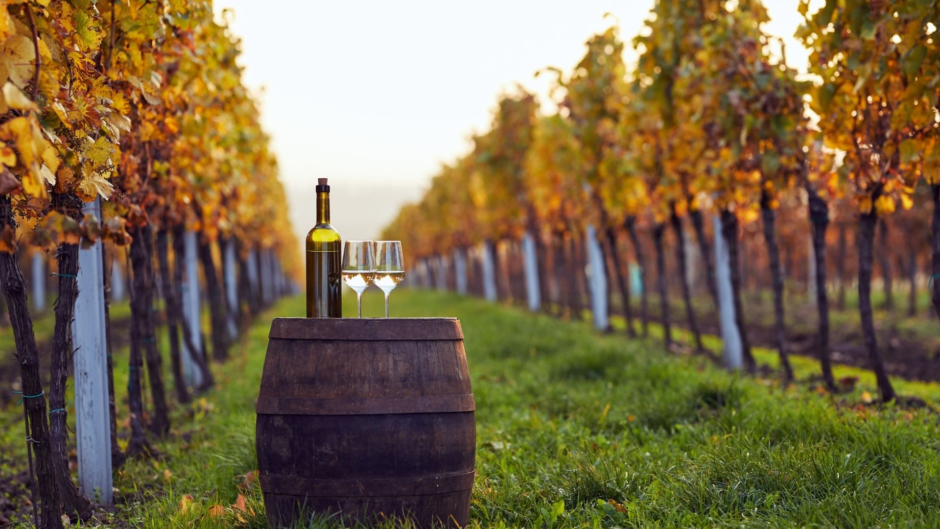 Vino, Cia al governo: «Comparto strategico, servono promozione e misure strutturali»