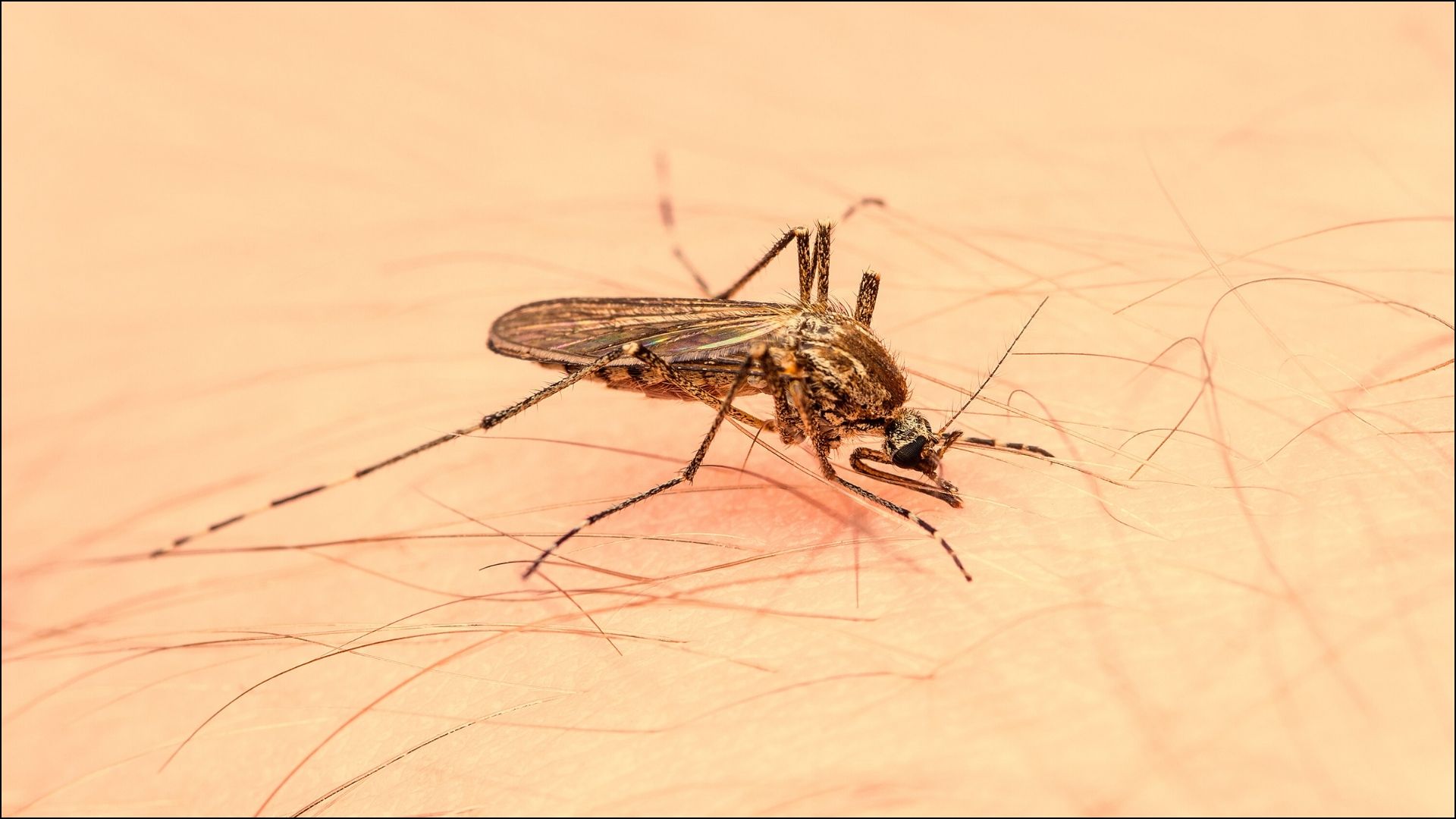 Virus West Nile, come prevenire il contagio: i consigli dell’Asl Salerno