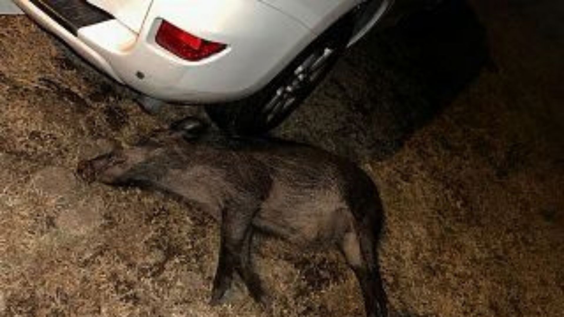 Colliano, auto finisce fuori strada: 58enne in ospedale dopo l’impatto con un cinghiale