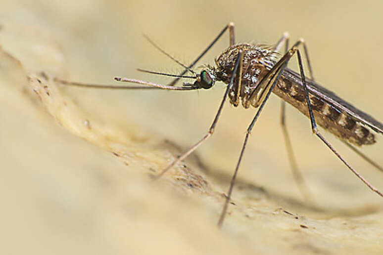 West Nile, l’opposizione chiede chiarezza sugli interventi di disinfestazione a Santa Marina