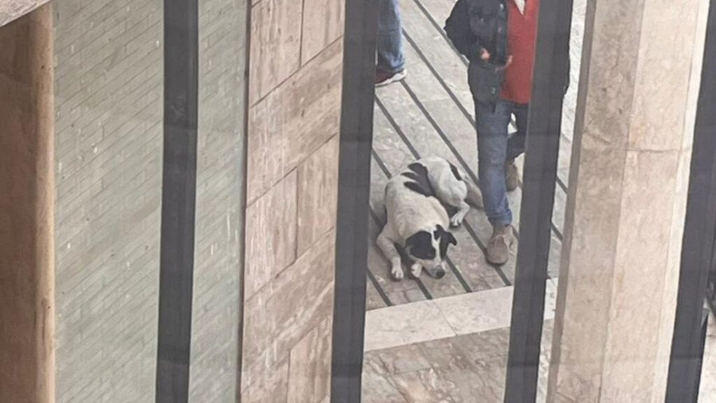 Sant’Arsenio in ansia per Mucca: il cane adottato dalla comunità tornerà in paese dopo le cure