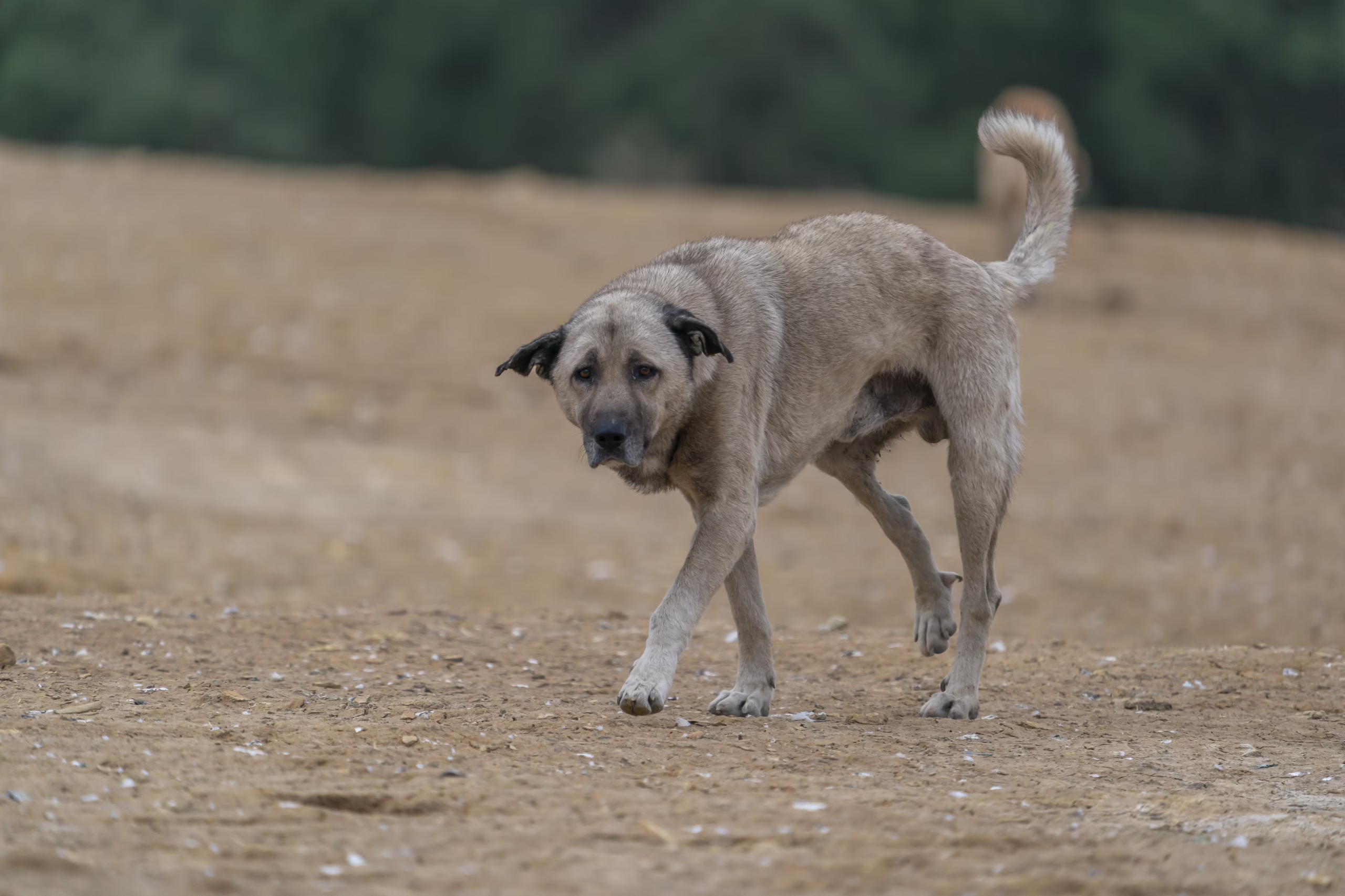 Disabile attaccato da un randagio mentre è insieme al suo cane: ferito