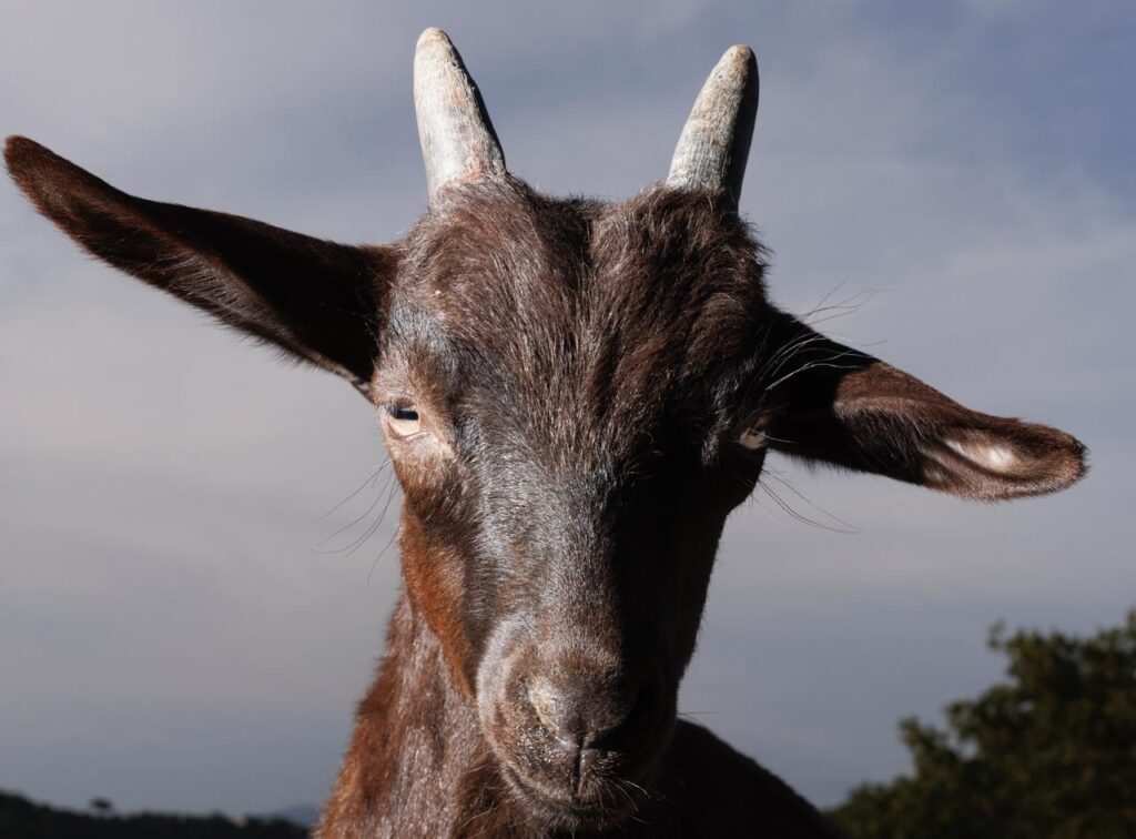 Cilento, un convegno per riscoprire il ruolo benefico della capra nella tradizione alimentare