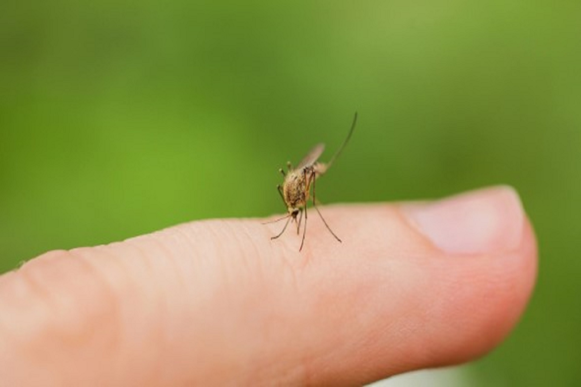 Febbre del Nilo, cinque ricoveri nel Salernitano: torna l’allarme