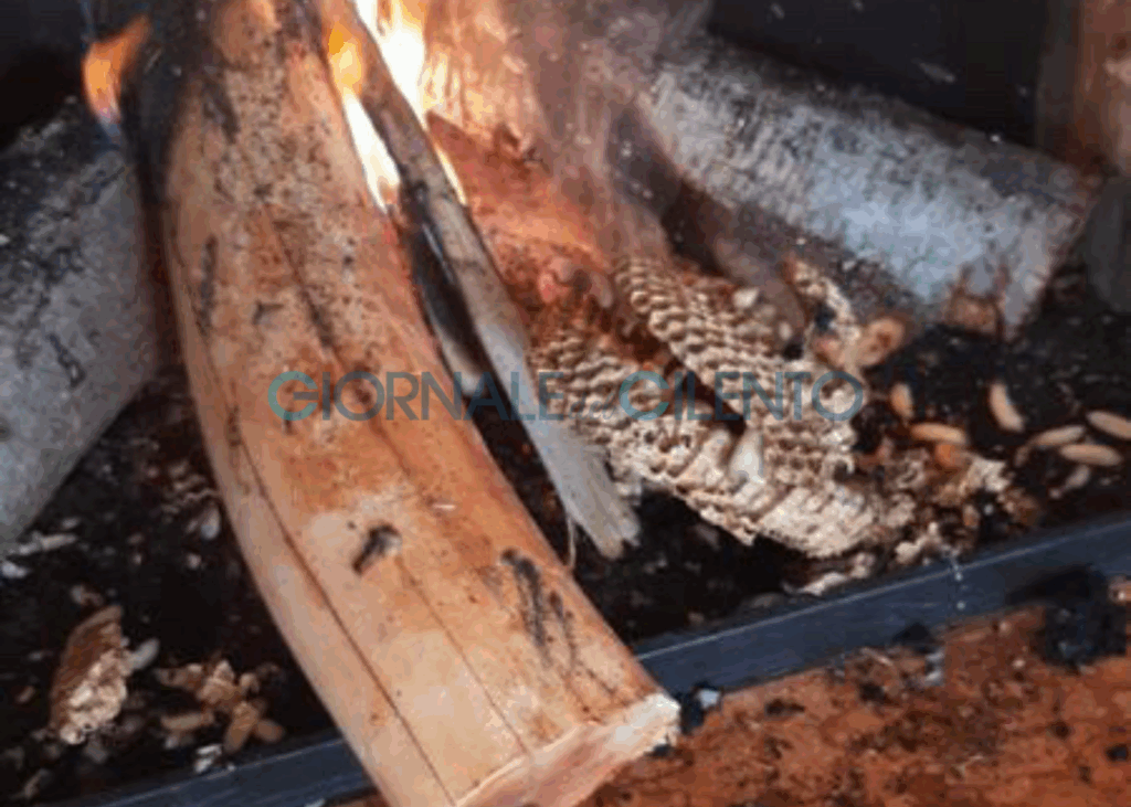 Castelnuovo Cilento, famiglia intrappolata in casa dal fumo e dai calabroni