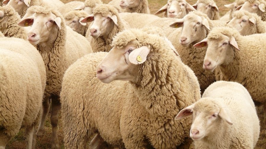 Campania, arrivo due milioni per affrontare la Blue Tongue: il bando in uscita a settembre