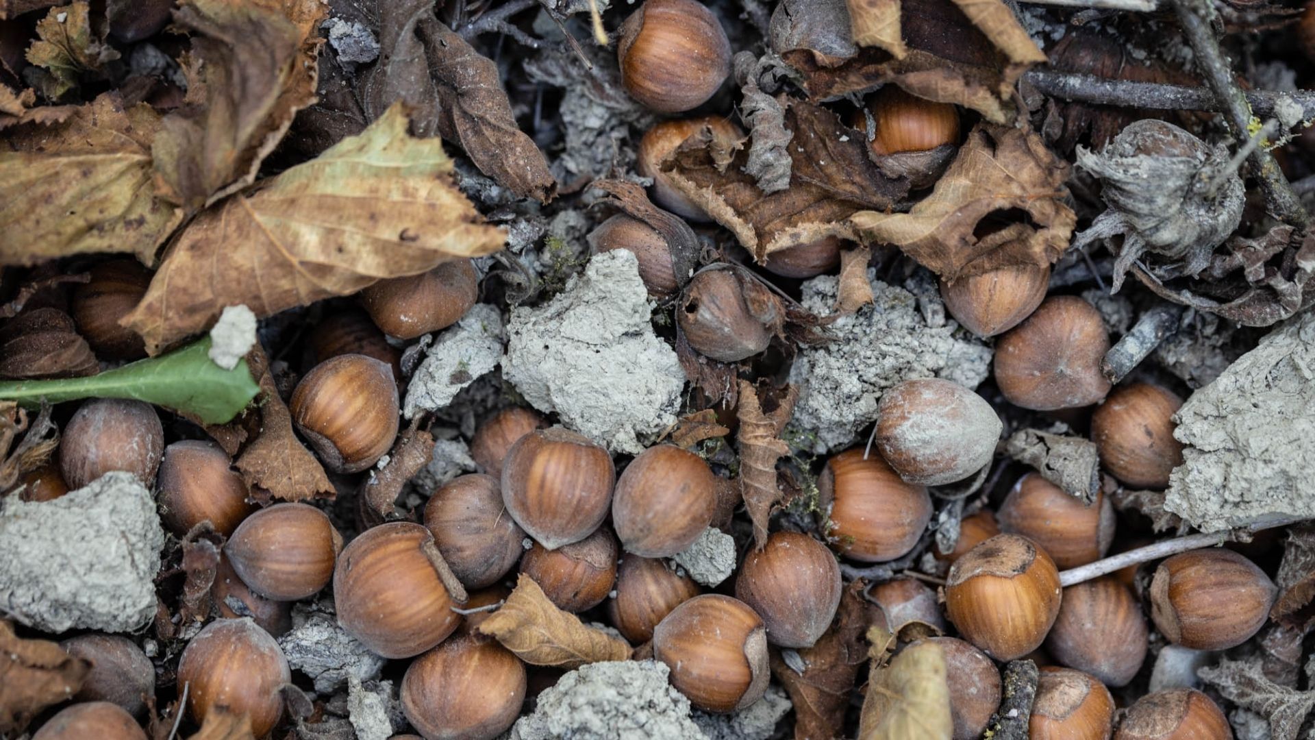 Cascola delle nocciole, Coldiretti chiede monitoraggio e risarcimenti