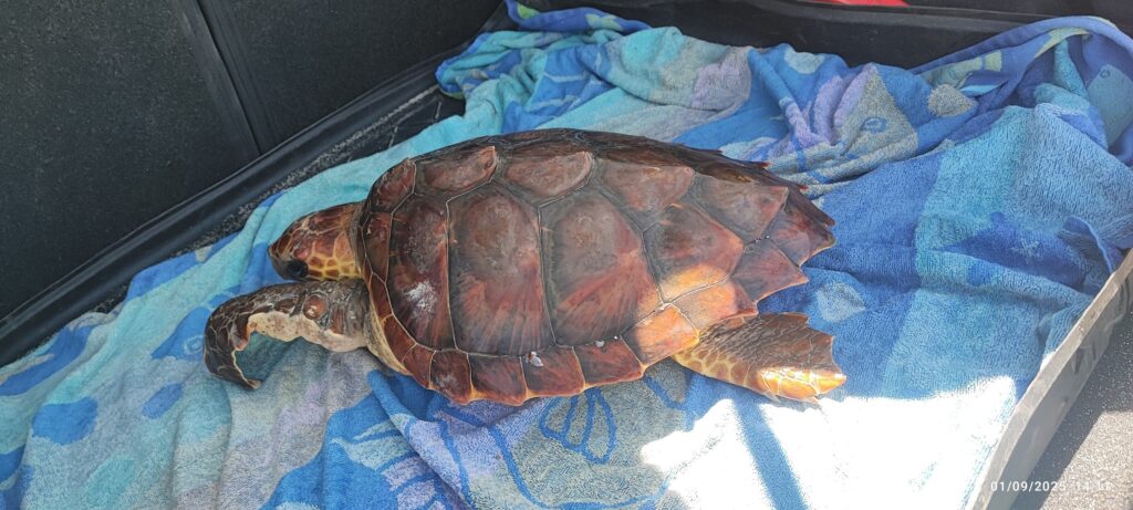 Sapri, tartaruga marina intrappolata in una rete: salvata e affidata alle cure dell’Anton Dohrn