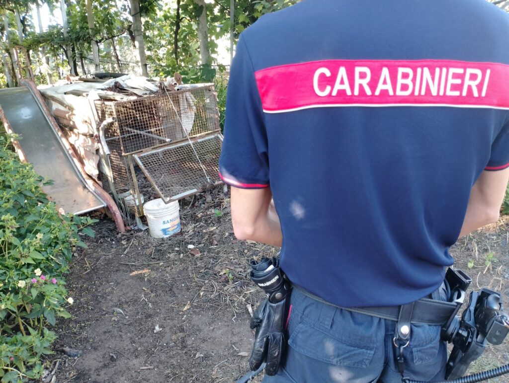 Capaccio, operazione antibracconaggio: denunciato un uomo, sequestrate trappole e specie protette abbattute