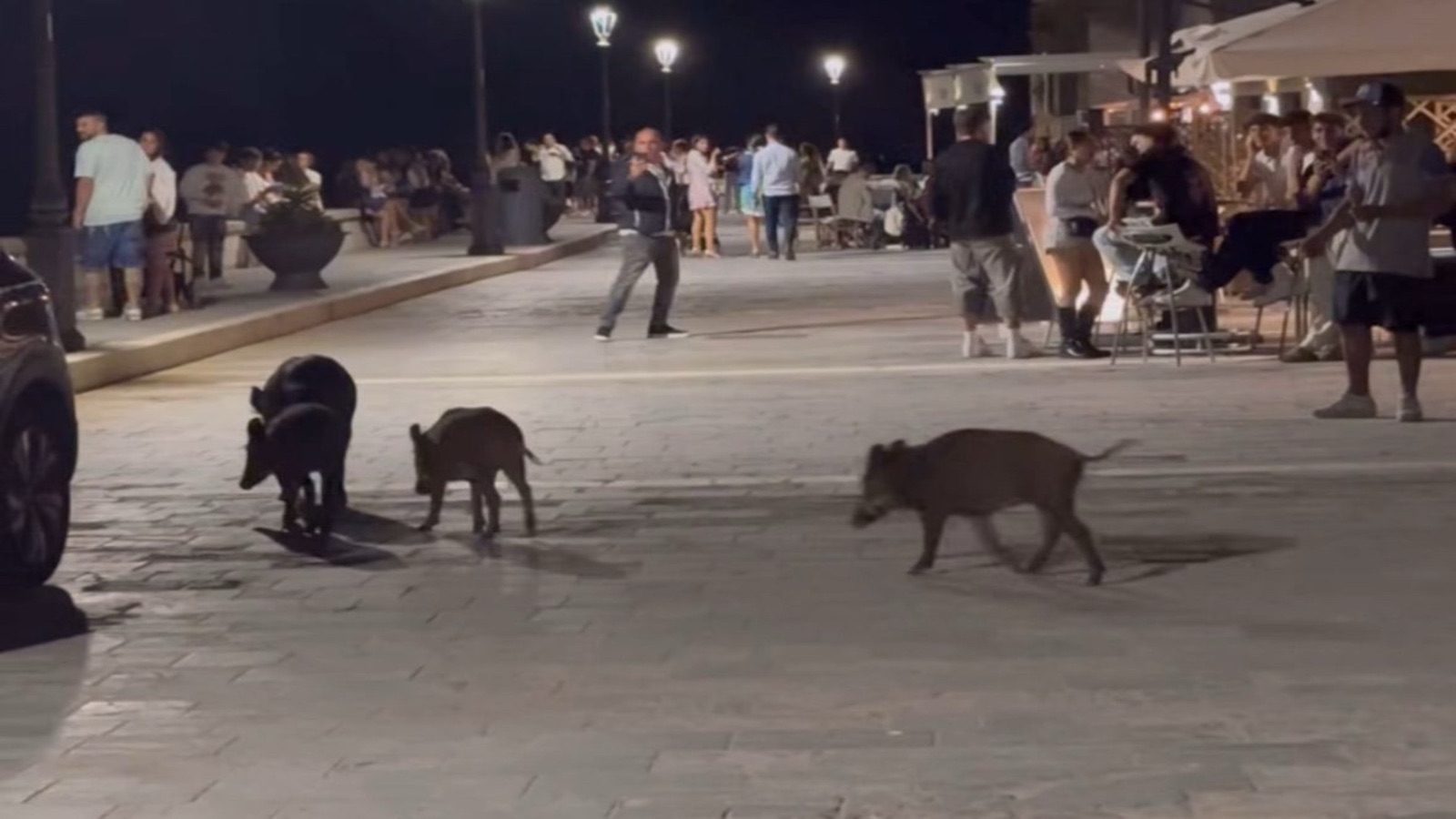 Santa Maria di Castellabate, cinghiali sul lungomare tra turisti e passanti