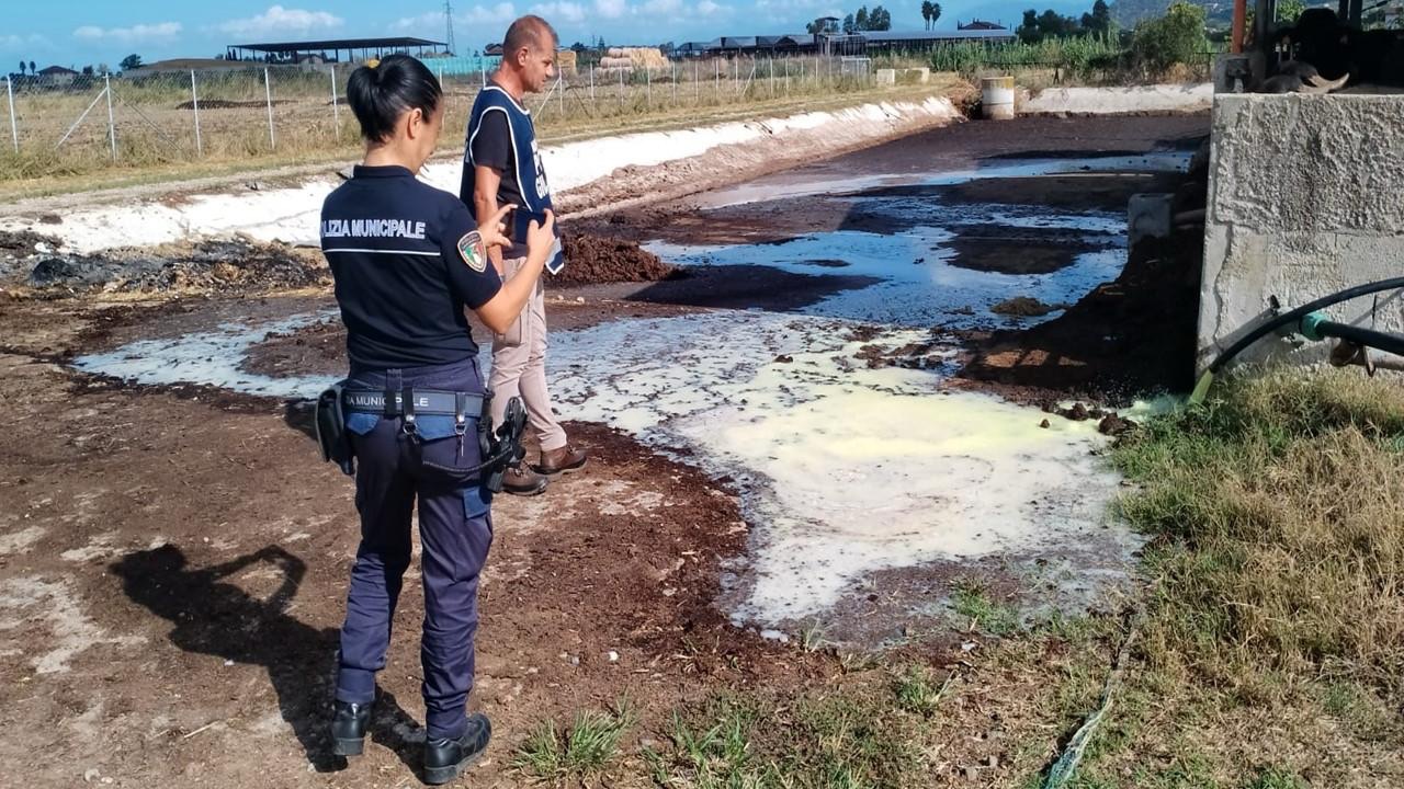 Capaccio, smaltiva illecitamente reflui caseari e zootecnici: denunciato imprenditore