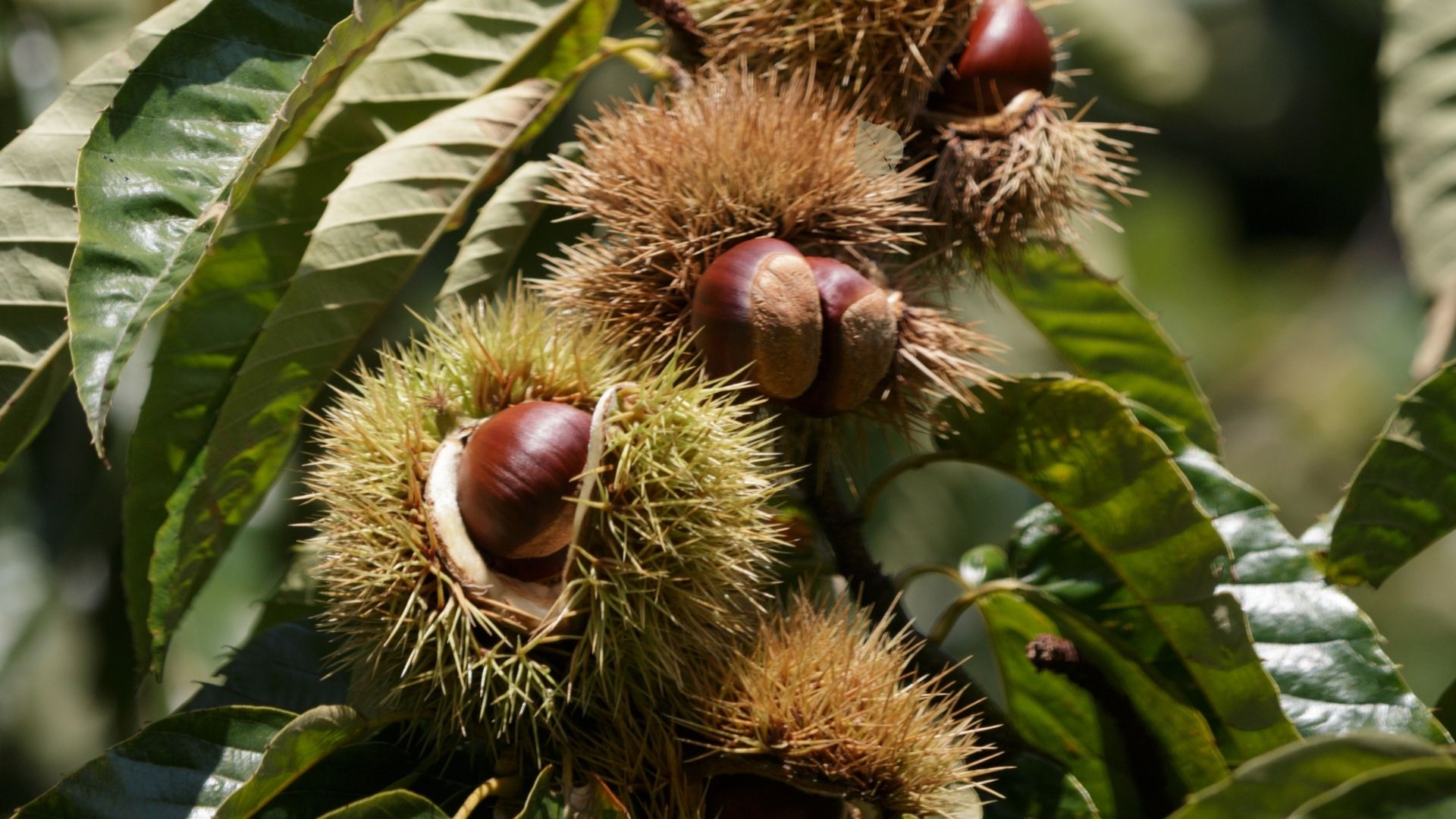 Castanicoltura, Auricchio alla Regione: «Una finestra per pulire i castagneti»