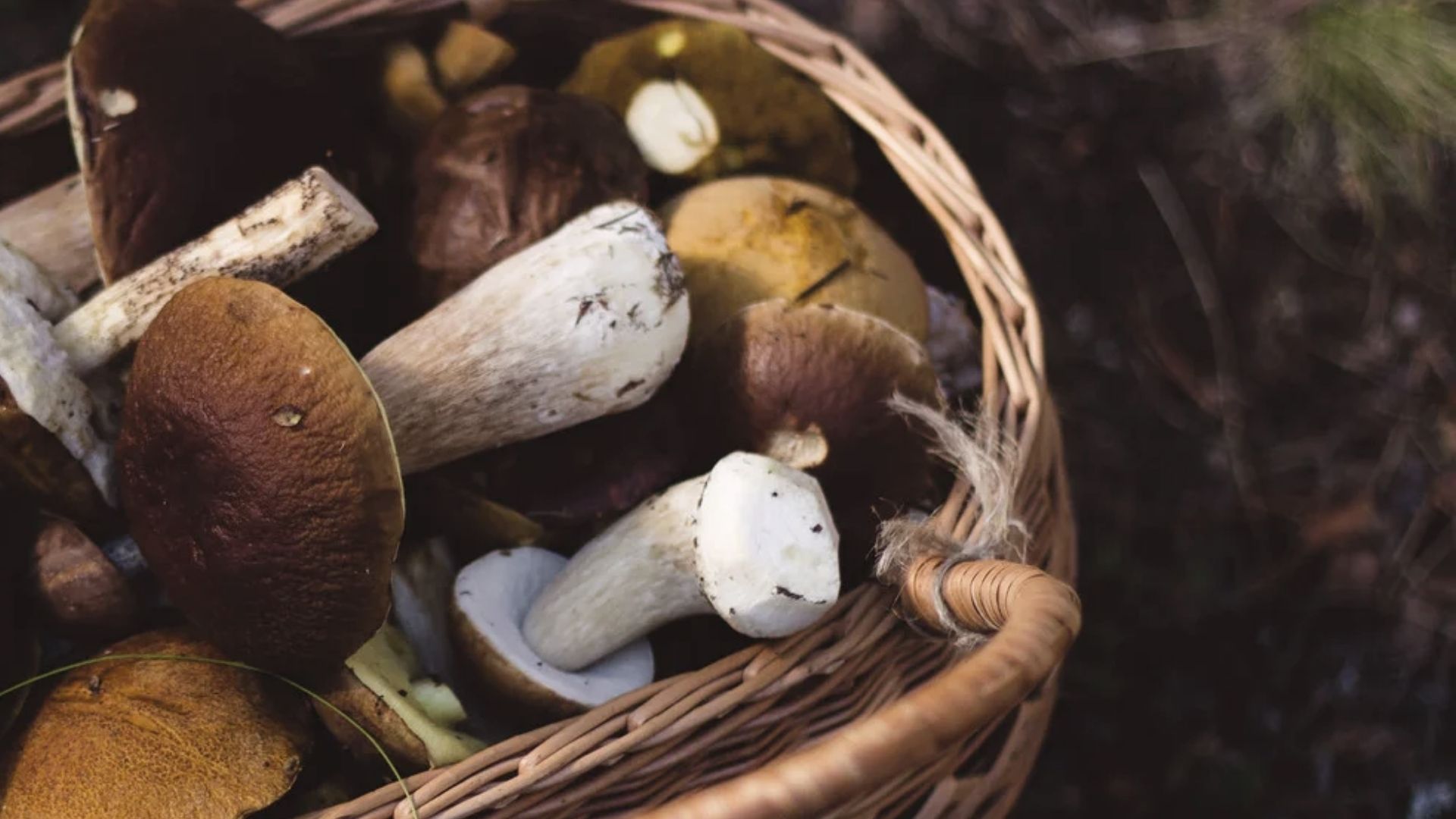 Raccolta funghi, scattano i controlli dei Forestali: multe per pratiche scorrette