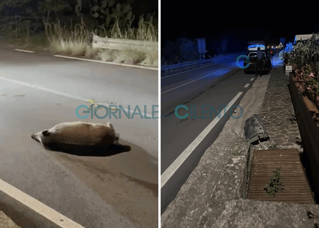 Auto contro un cinghiale a Velia, danni ingenti e paura ma nessun ferito
