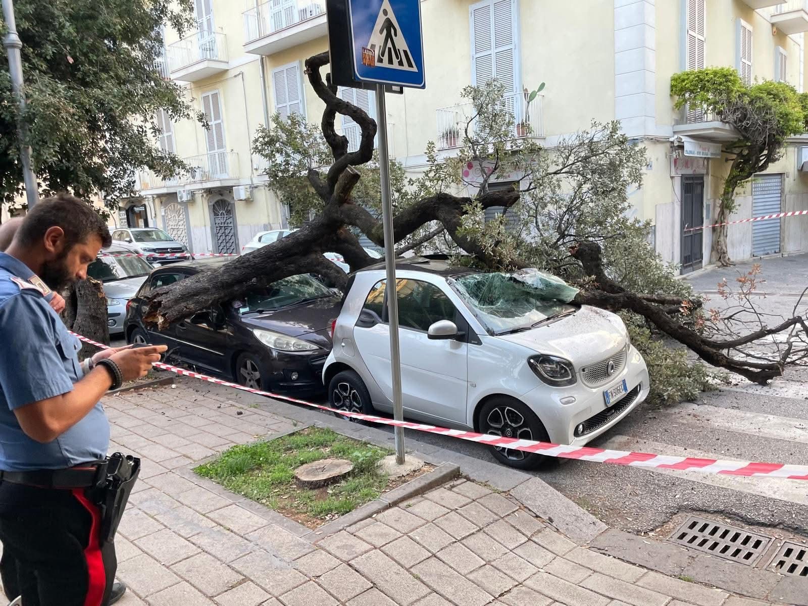 Cade albero in piazza Matteo Luciani: tragedia sfiorata a Salerno
