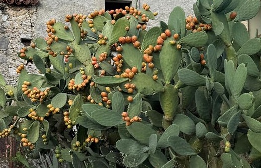 Fichi d’India, i gioielli dolci e selvaggi del Sud 