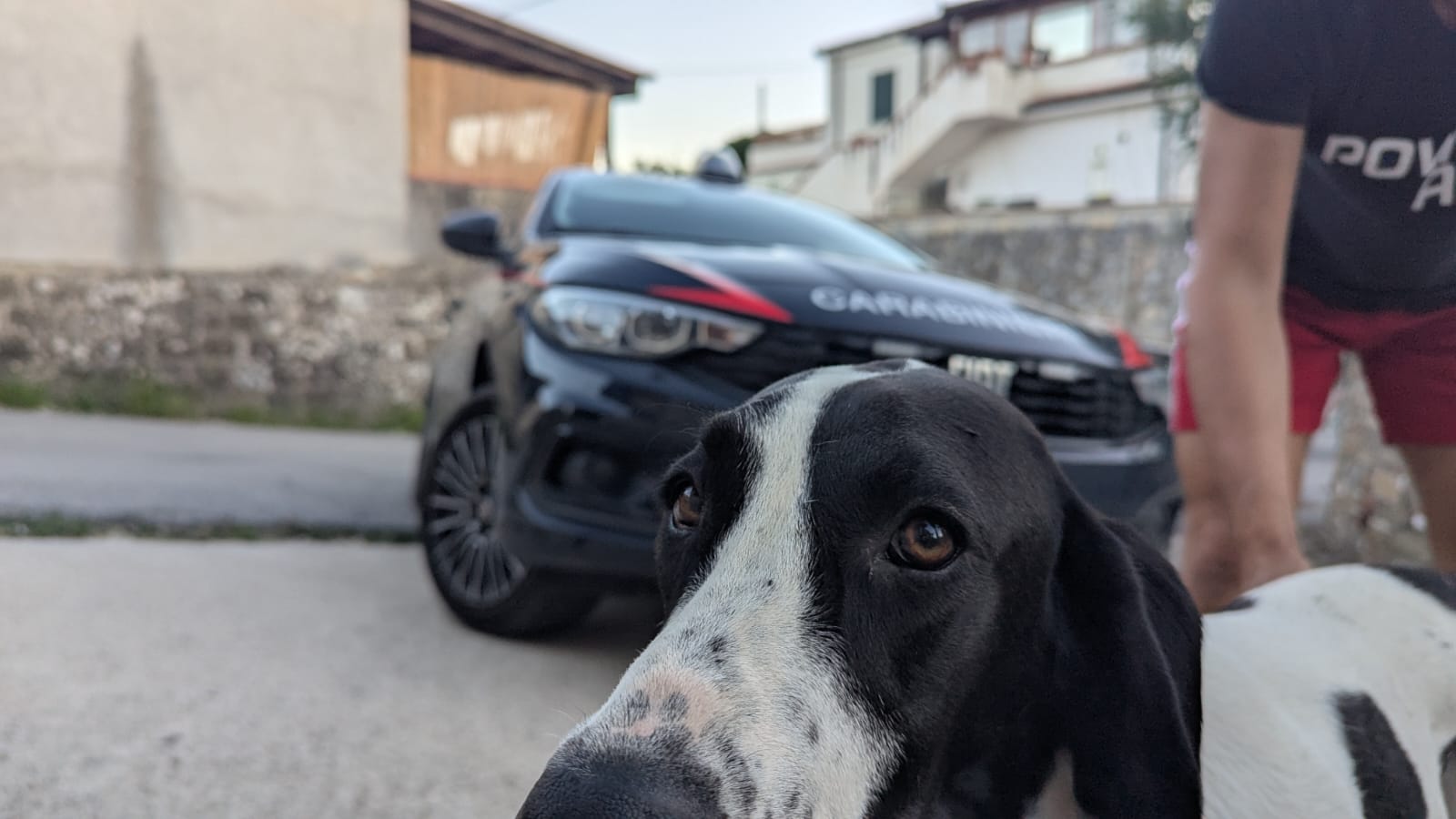 Cane spaventato in strada a Ogliastro Marina: automobilisti e forze dell’ordine evitano il peggio
