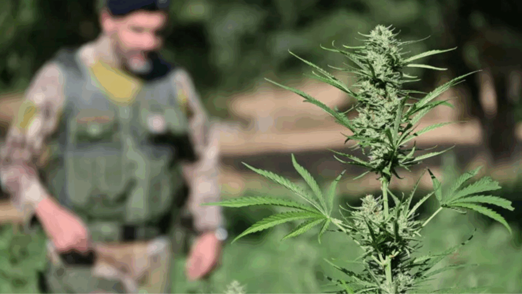 Golfo di Policastro, piantagione di marijuana: 50enne in manette