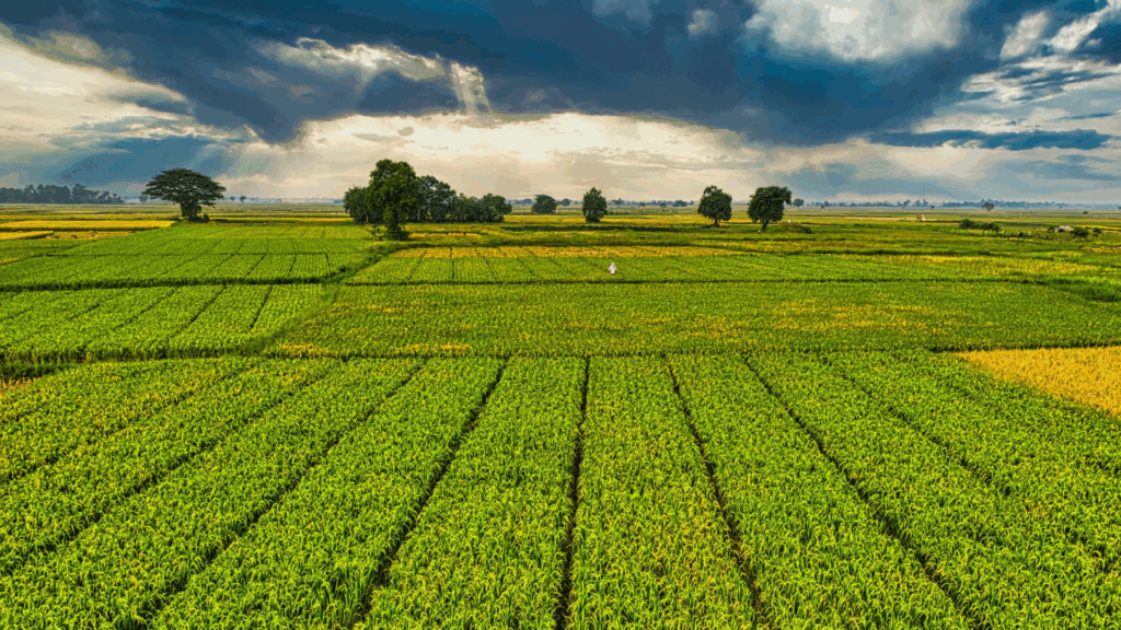 Agricoltura, anticipi Pac 2025 erogati a partire dal 16 ottobre
