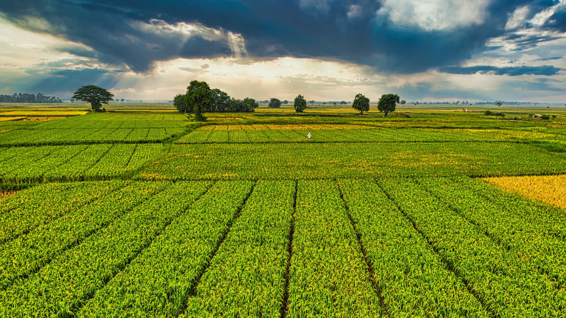 Nuova Pac, taglio al bilancio agricolo: risorse giù da 386 a 302 miliardi