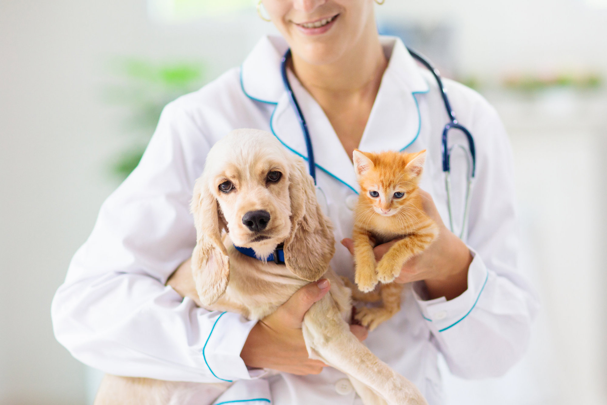 ASL Salerno, nominati tre nuovi direttori delle unità veterinarie