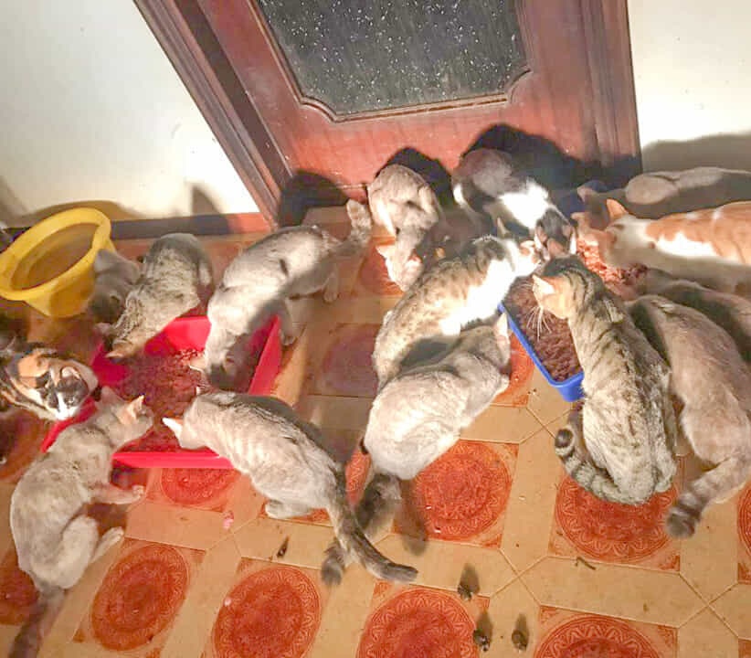 Vive in casa con 160 gatti tra escrementi e rifiuti, animali dissequestrati: nuove denunce