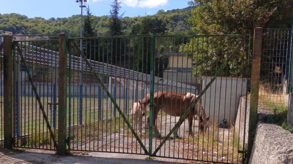 Nuovo sequestro di cavalli a Monte San Giacomo
