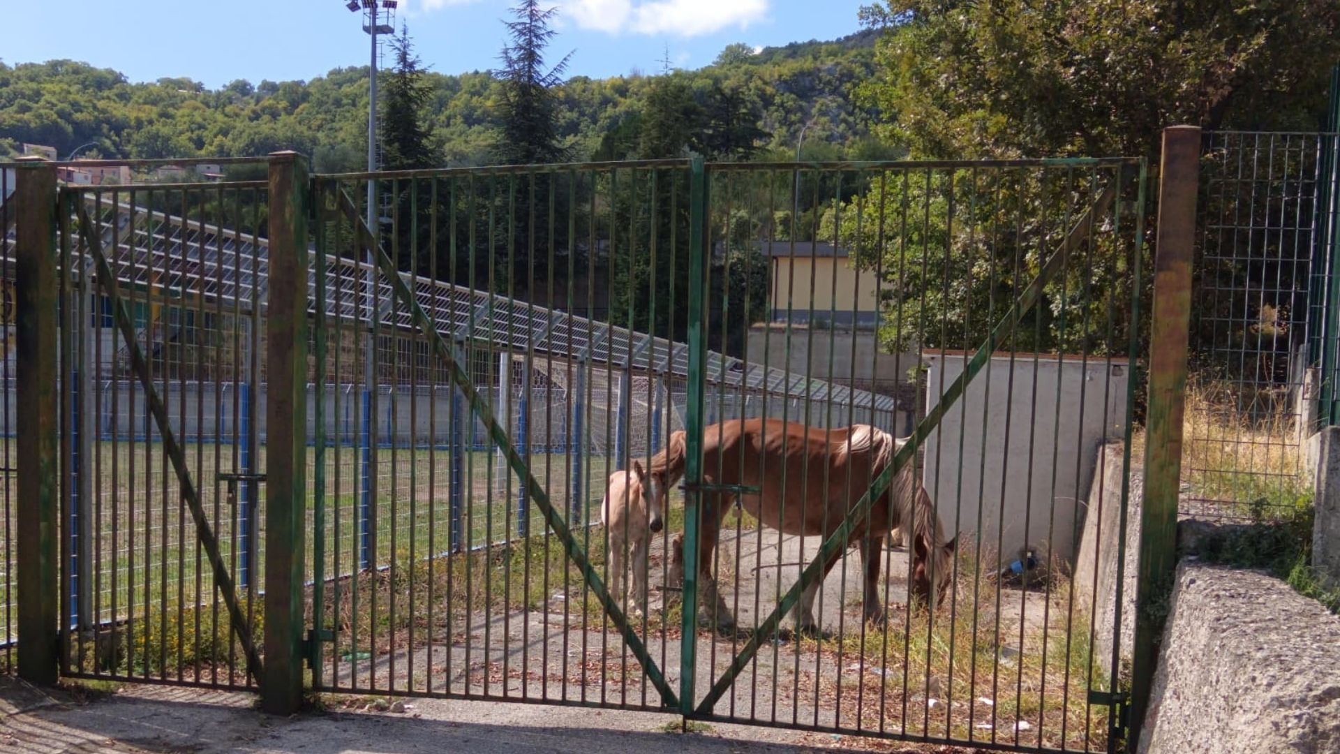 Nuovo sequestro di cavalli a Monte San Giacomo