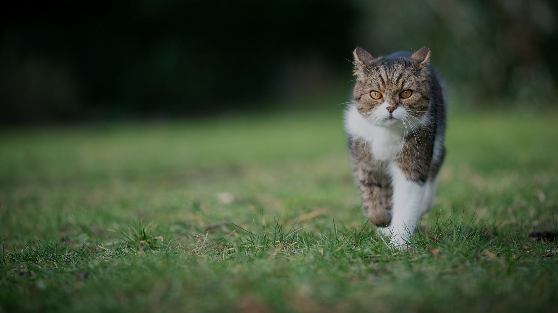 Pontecagnano, 160 gatti in condizioni critiche: LNDC Animal Protection chiede intervento urgente