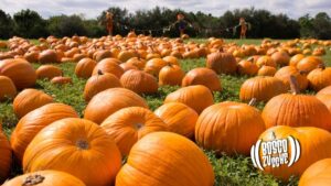 Il bosco delle zucche: il primo grande pumpkin patch del Cilento