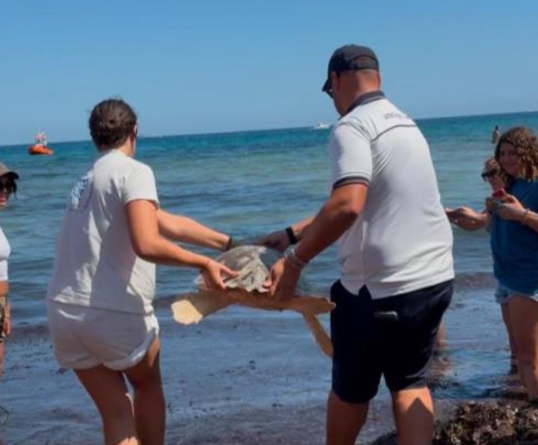 Agropoli, sette tartarughe marine Caretta Caretta tornano in mare a Trentova
